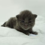 Black Shadow x Vera Velicita Black Shadow x Vera Velicita