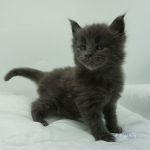 Black Shadow x Vera Velicita Black Shadow x Vera Velicita