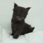 Black Shadow x Vera Velicita Black Shadow x Vera Velicita