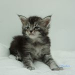 Black Shadow x Vera Velicita Black Shadow x Vera Velicita