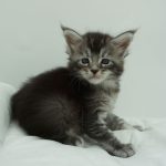 Black Shadow x Vera Velicita Black Shadow x Vera Velicita