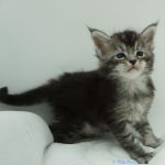 Black Shadow x Vera Velicita Black Shadow x Vera Velicita