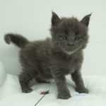 Black Shadow x Vera Velicita Black Shadow x Vera Velicita