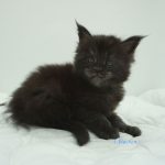 Black Shadow x Vera Velicita Black Shadow x Vera Velicita