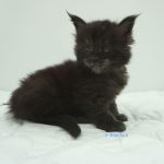 Black Shadow x Vera Velicita Black Shadow x Vera Velicita