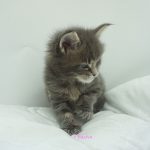 Black Shadow x Vera Velicita Black Shadow x Vera Velicita