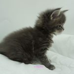 Black Shadow x Vera Velicita Black Shadow x Vera Velicita