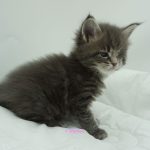 Black Shadow x Vera Velicita Black Shadow x Vera Velicita