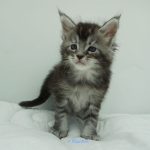 Black Shadow x Vera Velicita Black Shadow x Vera Velicita