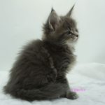 Black Shadow x Vera Velicita Black Shadow x Vera Velicita