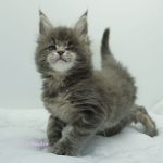 Black Shadow x Vera Velicita Black Shadow x Vera Velicita