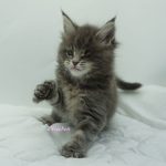 Black Shadow x Vera Velicita Black Shadow x Vera Velicita