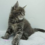 Black Shadow x Vera Velicita Black Shadow x Vera Velicita