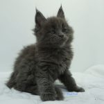 Black Shadow x Vera Velicita Black Shadow x Vera Velicita