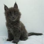 Black Shadow x Vera Velicita Black Shadow x Vera Velicita