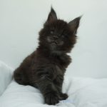 Black Shadow x Vera Velicita Black Shadow x Vera Velicita