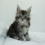 Black Shadow x Vera Velicita Black Shadow x Vera Velicita