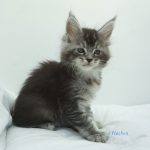 Black Shadow x Vera Velicita Black Shadow x Vera Velicita