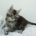 Black Shadow x Vera Velicita Black Shadow x Vera Velicita