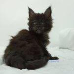 Black Shadow x Vera Velicita Black Shadow x Vera Velicita