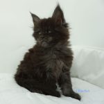 Black Shadow x Vera Velicita Black Shadow x Vera Velicita