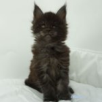 Black Shadow x Vera Velicita Black Shadow x Vera Velicita