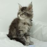 Black Shadow x Vera Velicita Black Shadow x Vera Velicita