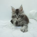 Black Shadow x Vera Velicita Black Shadow x Vera Velicita