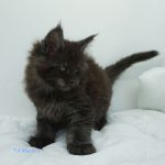 Black Shadow x Vera Velicita Black Shadow x Vera Velicita