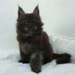 Black Shadow x Vera Velicita Black Shadow x Vera Velicita