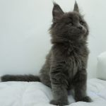 Black Shadow x Vera Velicita Black Shadow x Vera Velicita