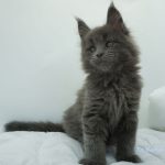 Black Shadow x Vera Velicita Black Shadow x Vera Velicita