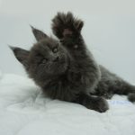 Black Shadow x Vera Velicita Black Shadow x Vera Velicita