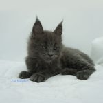 Black Shadow x Vera Velicita Black Shadow x Vera Velicita