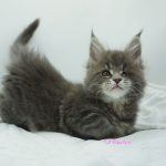 Black Shadow x Vera Velicita