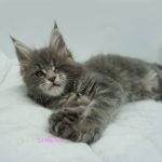 Black Shadow x Vera Velicita