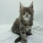 Black Shadow x Vera Velicita