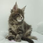 Black Shadow x Vera Velicita