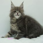 Black Shadow x Vera Velicita Black Shadow x Vera Velicita