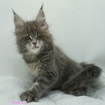 Black Shadow x Vera Velicita Black Shadow x Vera Velicita