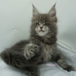 Black Shadow x Vera Velicita Black Shadow x Vera Velicita