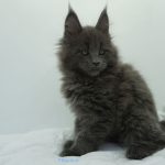 Black Shadow x Vera Velicita Black Shadow x Vera Velicita