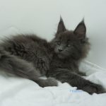 Black Shadow x Vera Velicita Black Shadow x Vera Velicita