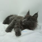 Black Shadow x Vera Velicita Black Shadow x Vera Velicita