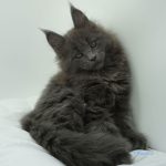 Black Shadow x Vera Velicita Black Shadow x Vera Velicita