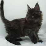 Black Shadow x Vera Velicita Black Shadow x Vera Velicita