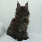 Black Shadow x Vera Velicita Black Shadow x Vera Velicita