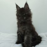 Black Shadow x Vera Velicita Black Shadow x Vera Velicita