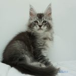 Black Shadow x Vera Velicita Black Shadow x Vera Velicita