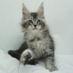 Black Shadow x Vera Velicita Black Shadow x Vera Velicita